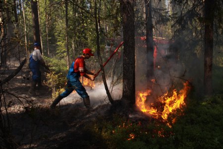 В лесах Поморья с начала сезона ликвидировано 37 пожаров